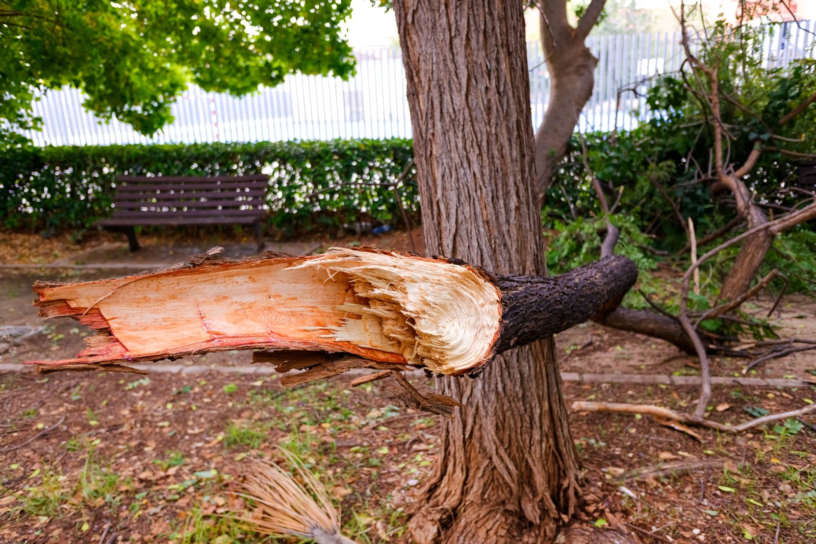 Tree Service - Expert Tree Trimming & Removal
